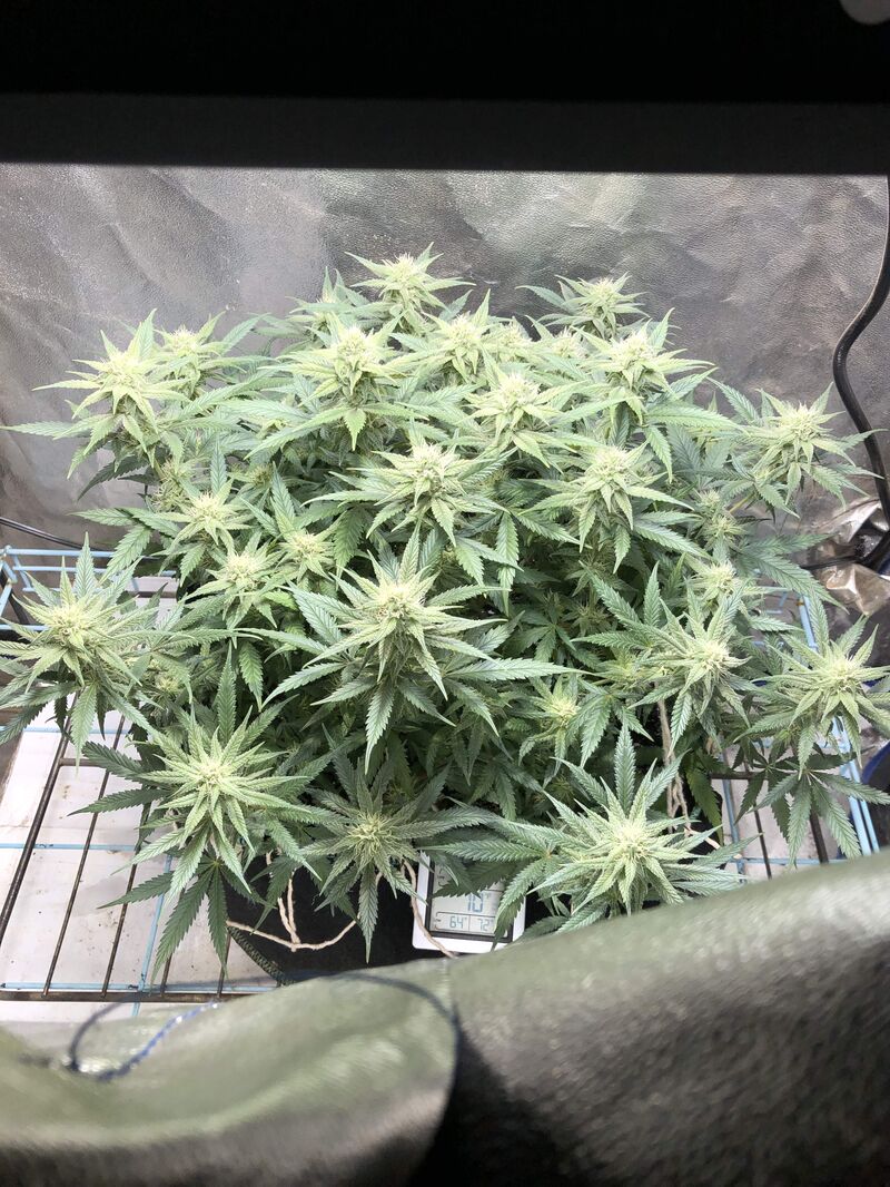 Red Dragon fem, Фасовка: 5, изображение 3