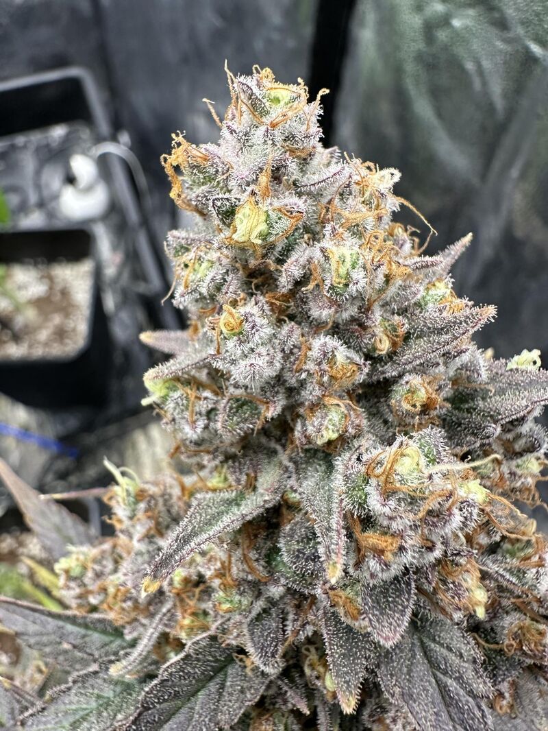 Runtz x Layer Cake, Фасовка: 3, изображение 4