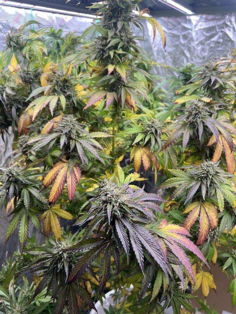 Runtz x Layer Cake, Фасовка: 3, изображение 3