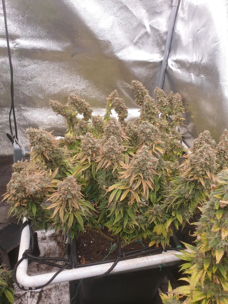 Sour Strawberry, Фасовка: 3, изображение 2