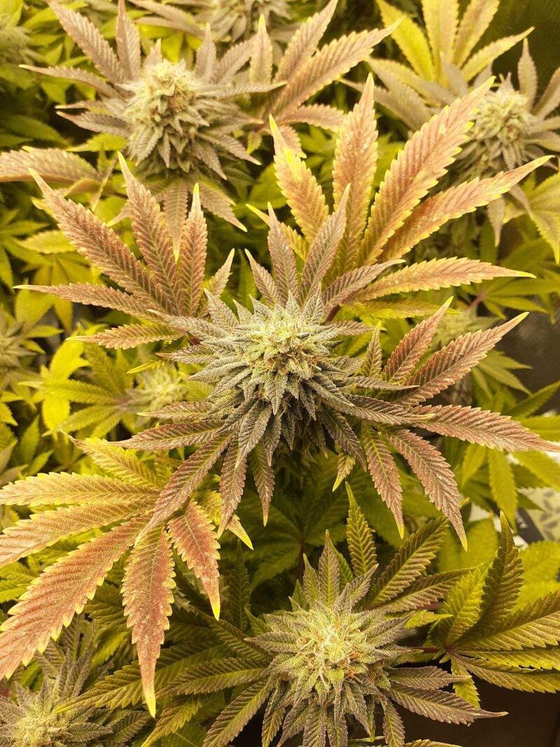 Strawberry Lemonade, Фасовка: 3, изображение 4