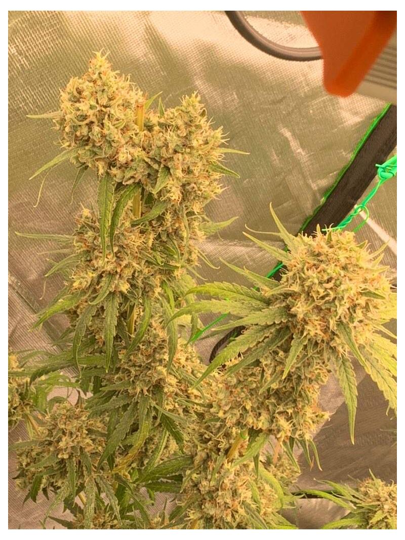 Strawberry Lemonade, Фасовка: 3, изображение 3