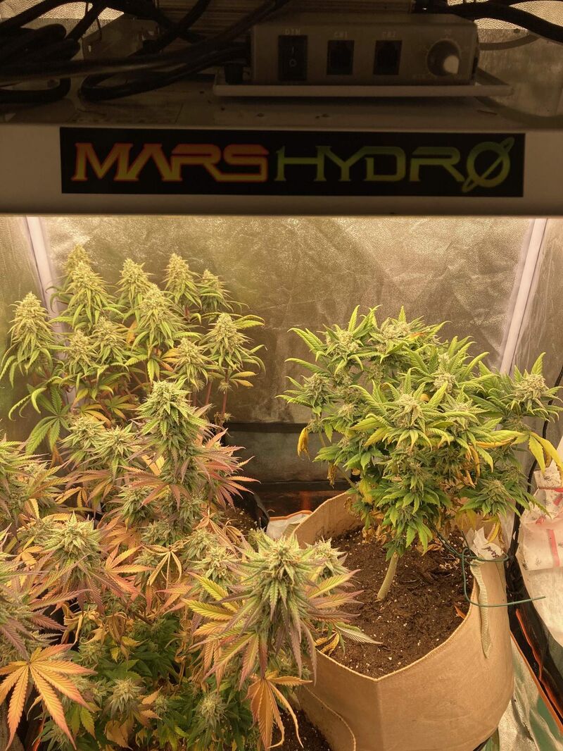 Triple Cheese, Фасовка: 3, изображение 3