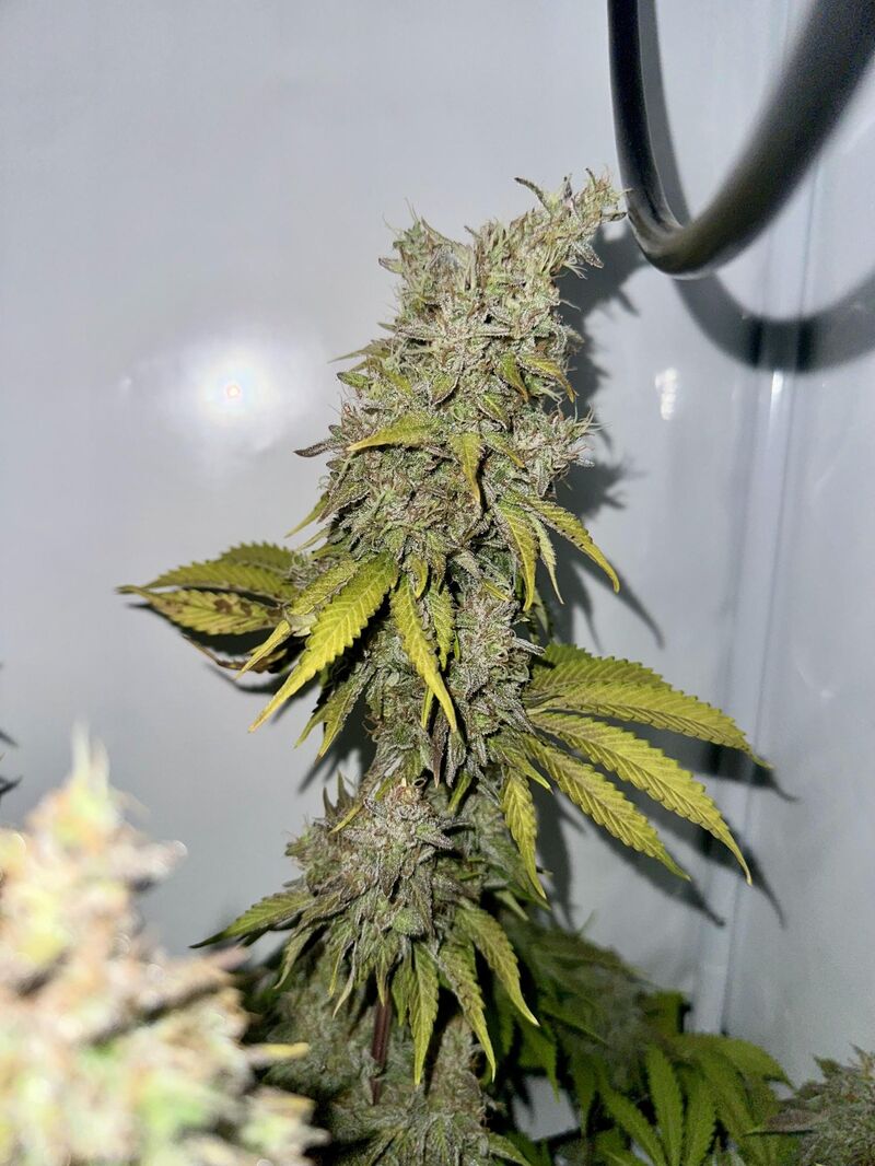 Tropicanna Banana, Фасовка: 5, изображение 11