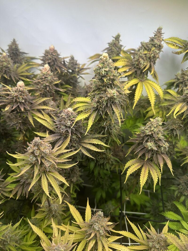 Tropicanna Banana, Фасовка: 5, изображение 10