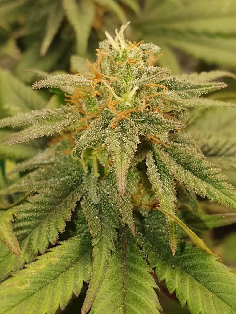 Widow Remedy Reg, Фасовка: 10, изображение 4