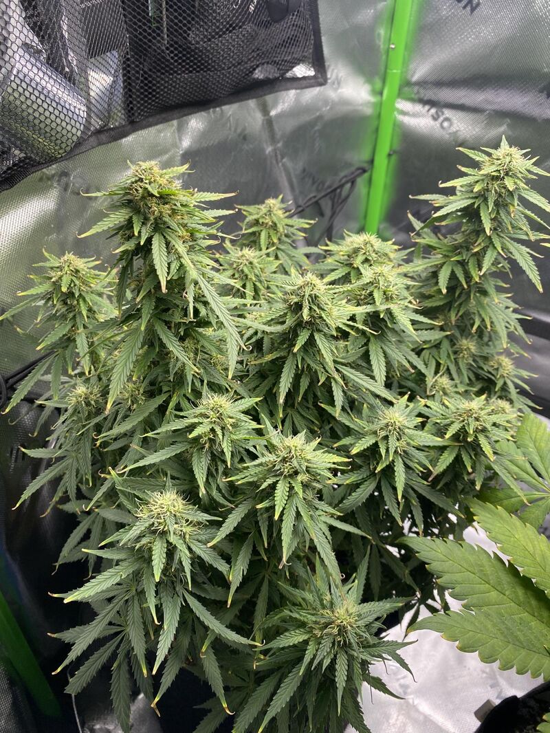 White Widow Auto XXL, Фасовка: 3, изображение 4