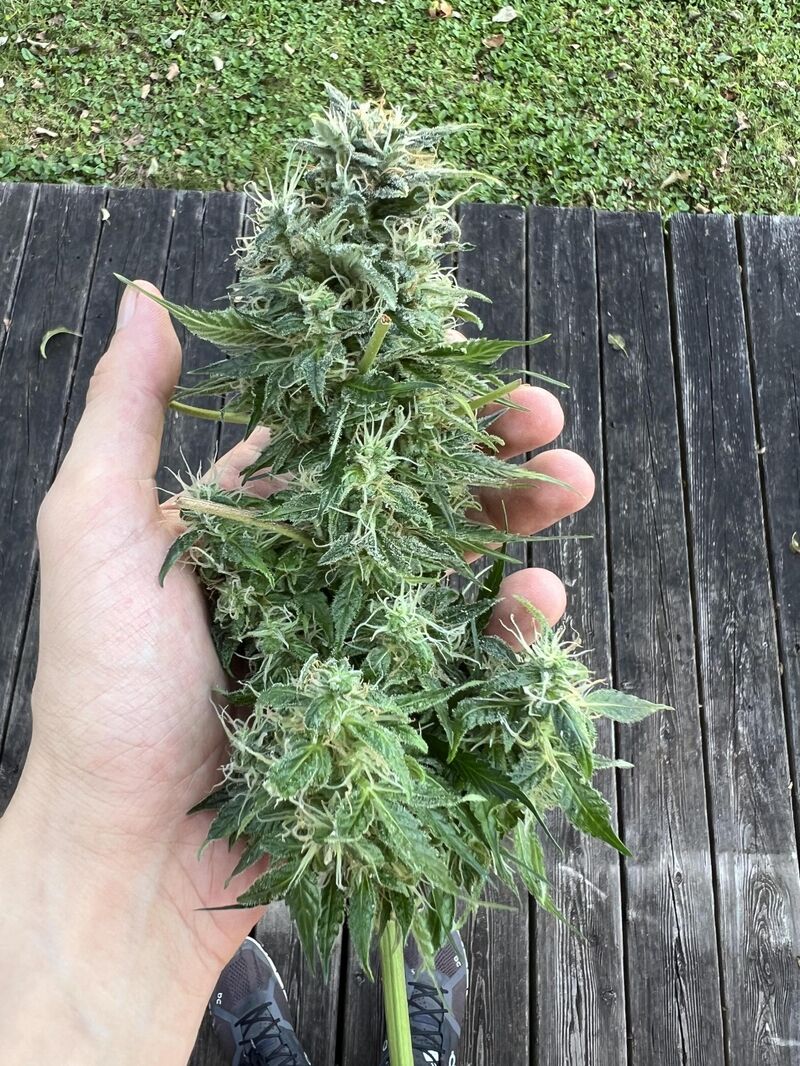 White Widow Auto XXL, Фасовка: 3, изображение 2