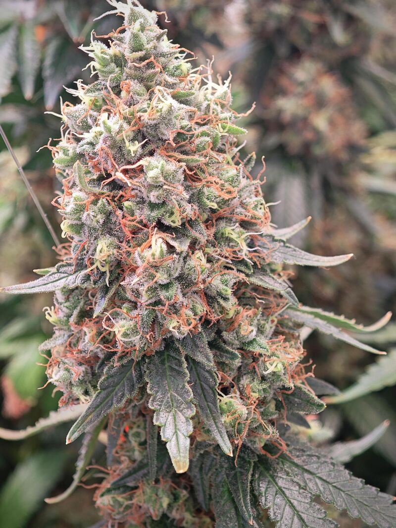 Wedding Cake, Фасовка: 3, изображение 5