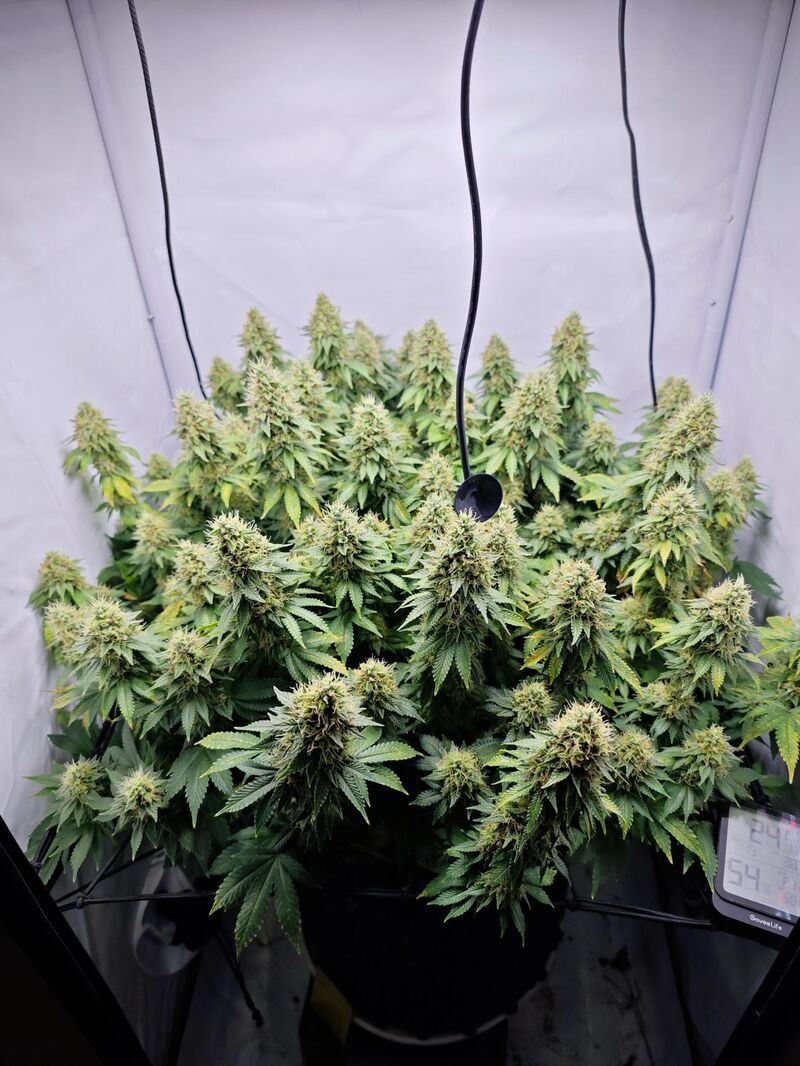 Wedding Cake, Фасовка: 3, изображение 3