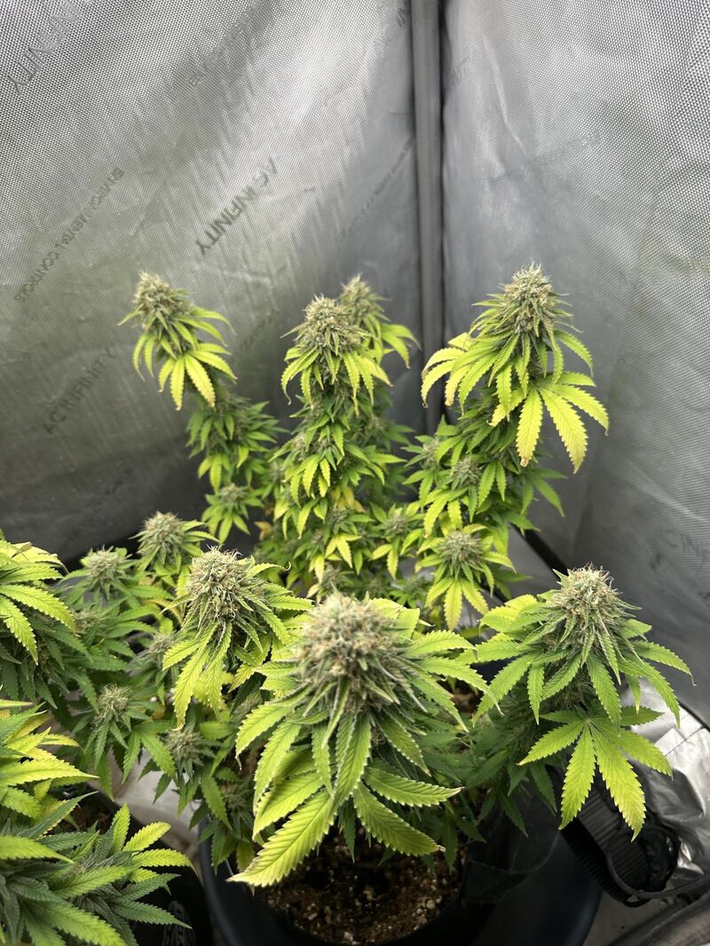 White Widow XXL, Фасовка: 5, изображение 8