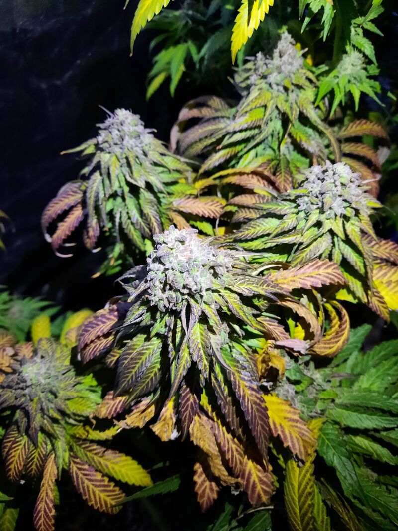 End Game R2, Фасовка: 5, изображение 2