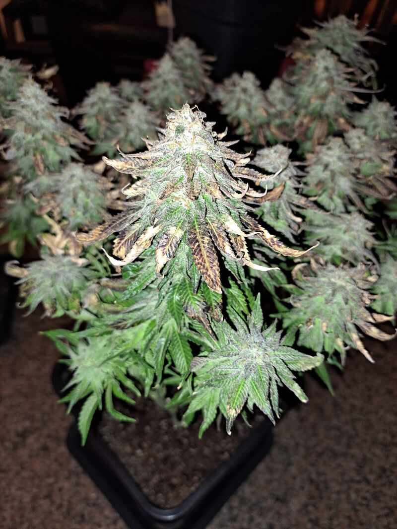 Watermelon Zkittlez, Фасовка: 3, изображение 4