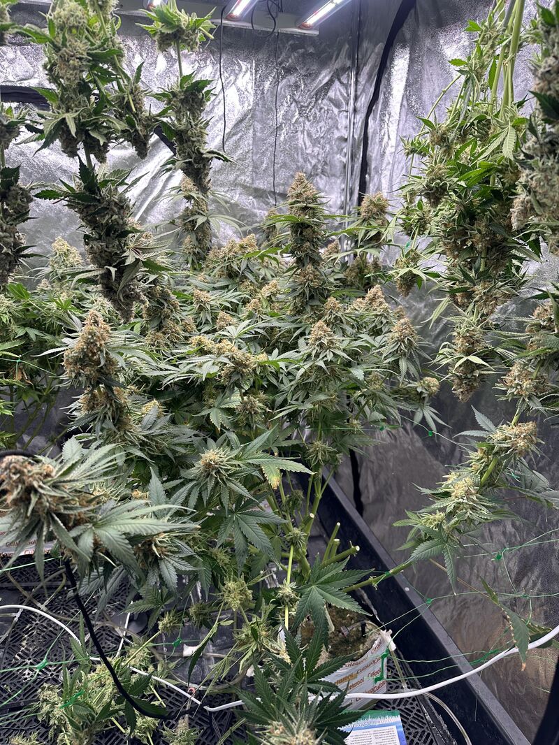 Ice Cream Cake, Фасовка: 3, изображение 4