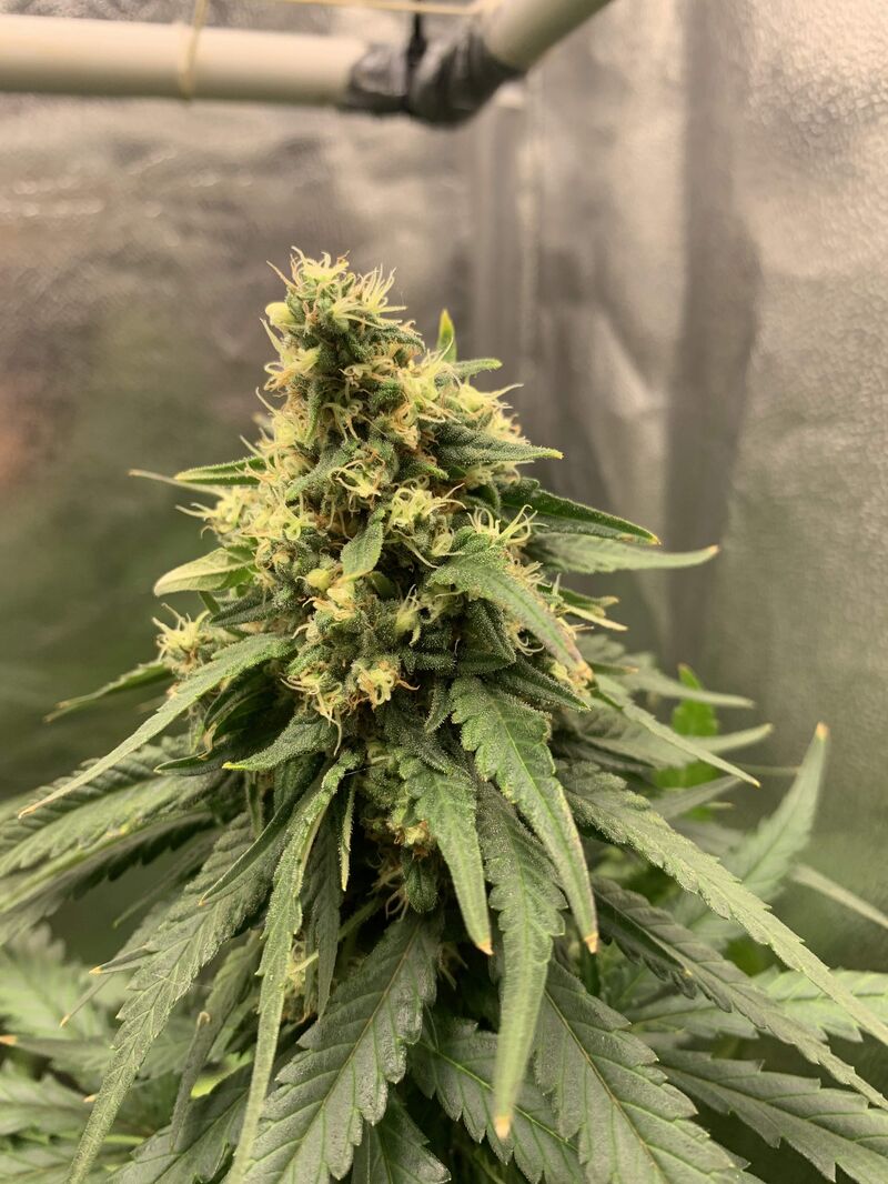 Orange Sherbert, Фасовка: 5, изображение 4