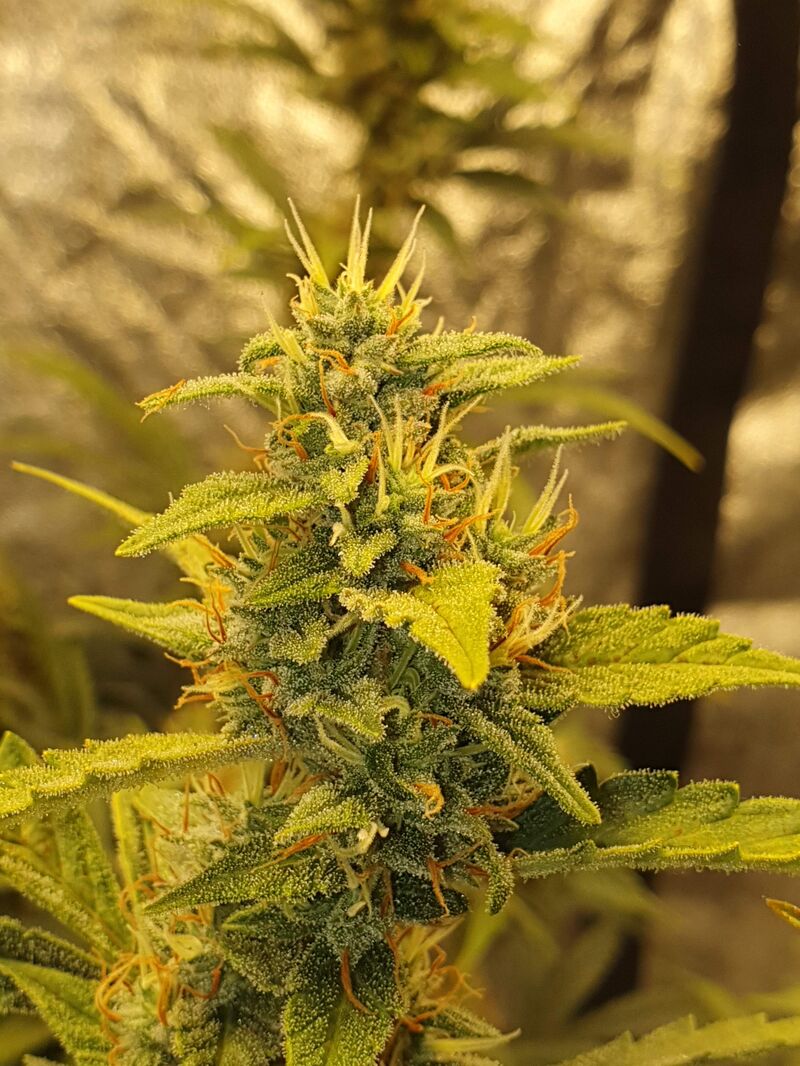 Zkittlez OG Аuto, Фасовка: 5, изображение 2