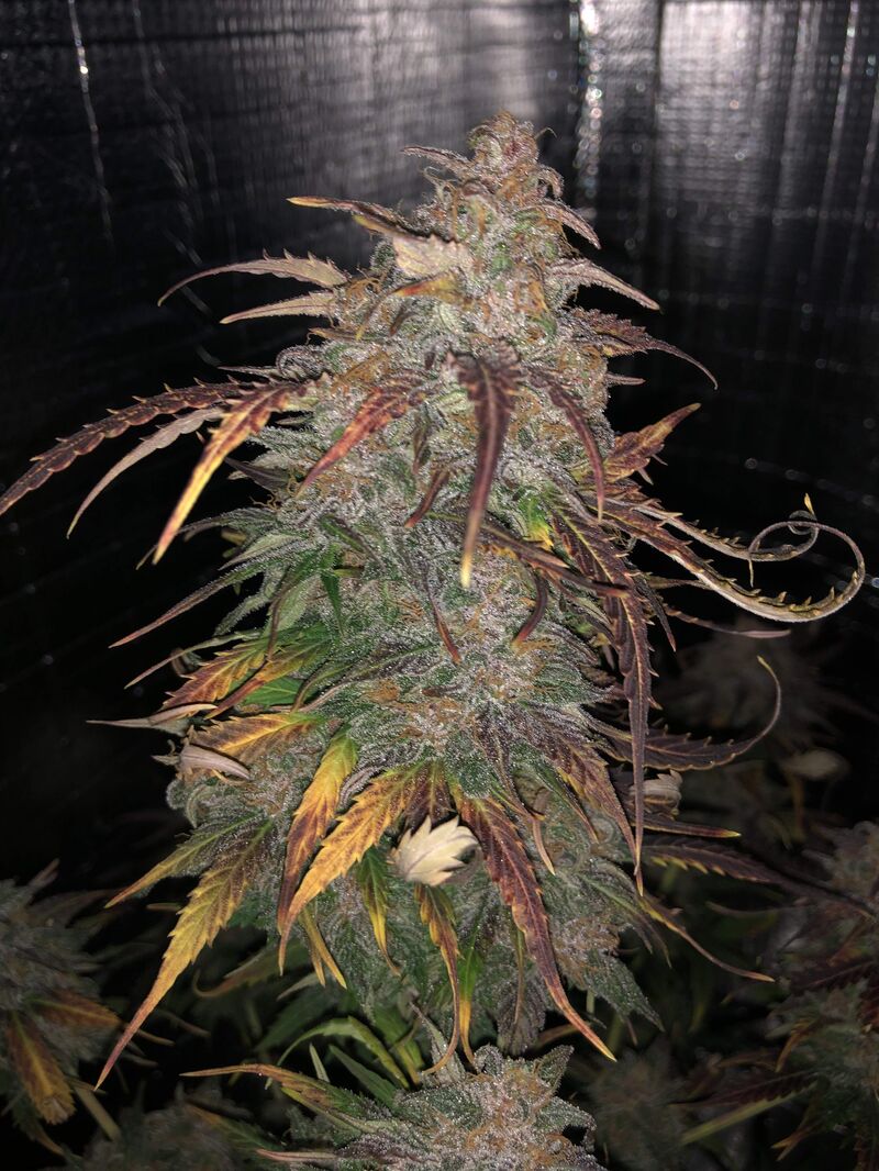 Glue Gelato Auto, Фасовка: 3, изображение 4