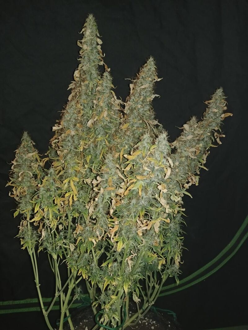 Strawberry Cheesecake Auto, Фасовка: 5, изображение 8