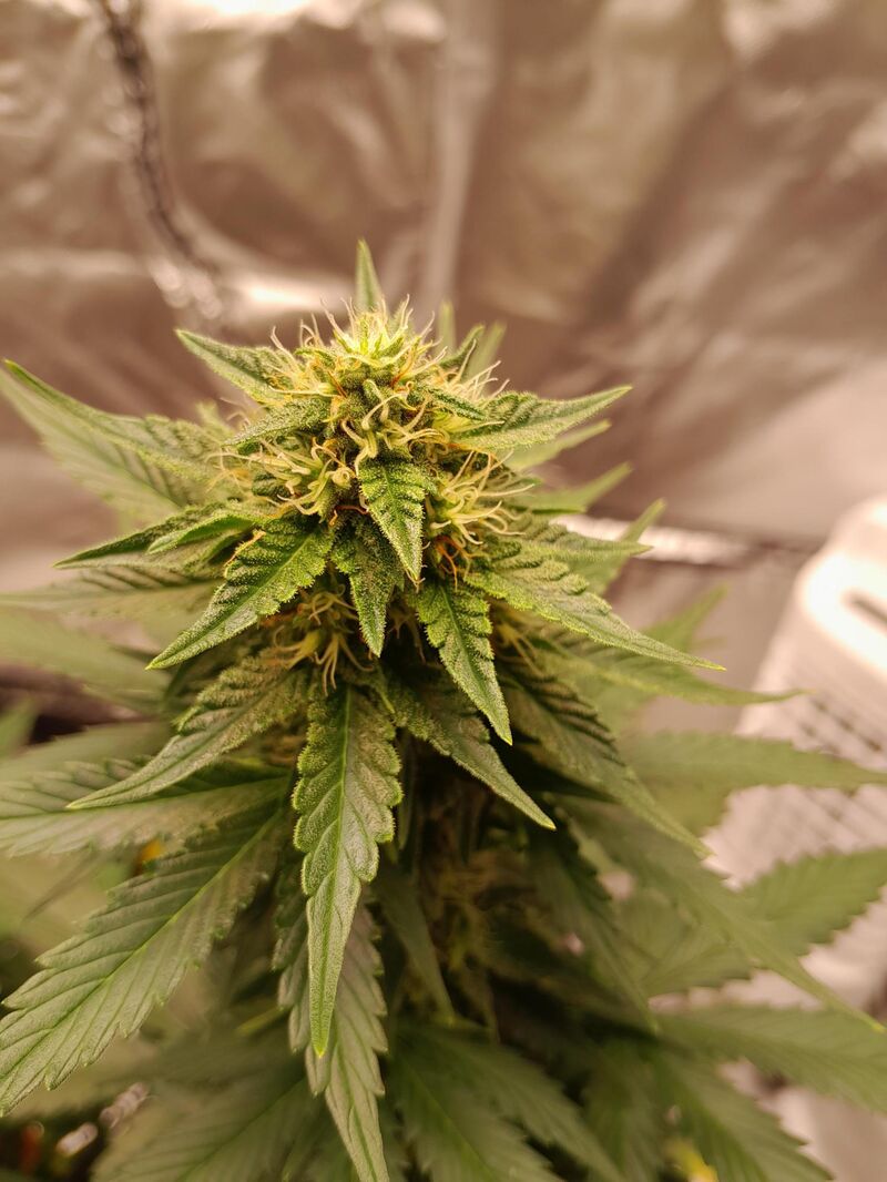 Skywalker OG Auto, Фасовка: 3, изображение 4