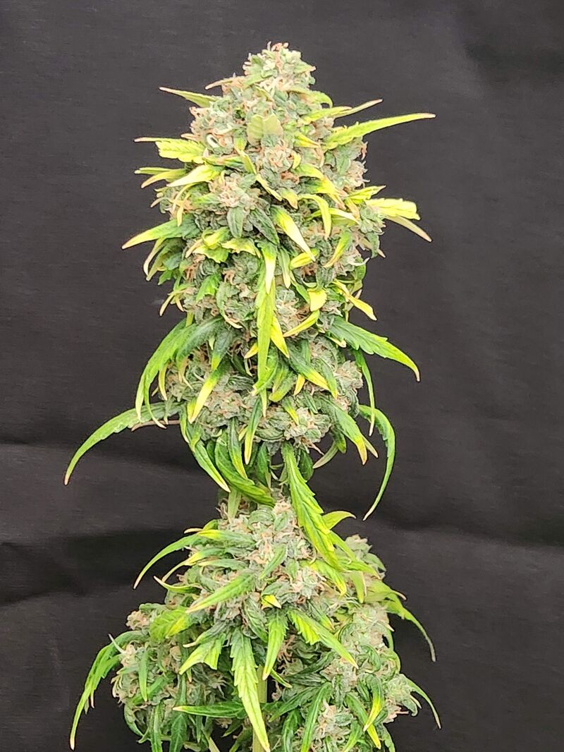 Tangerine Dream Auto, Фасовка: 3, изображение 5