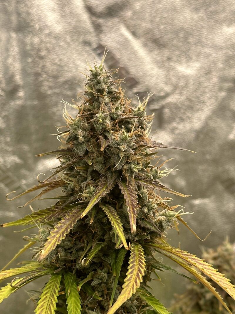 Gorilla Zkittlez Auto, Фасовка: 3, изображение 4