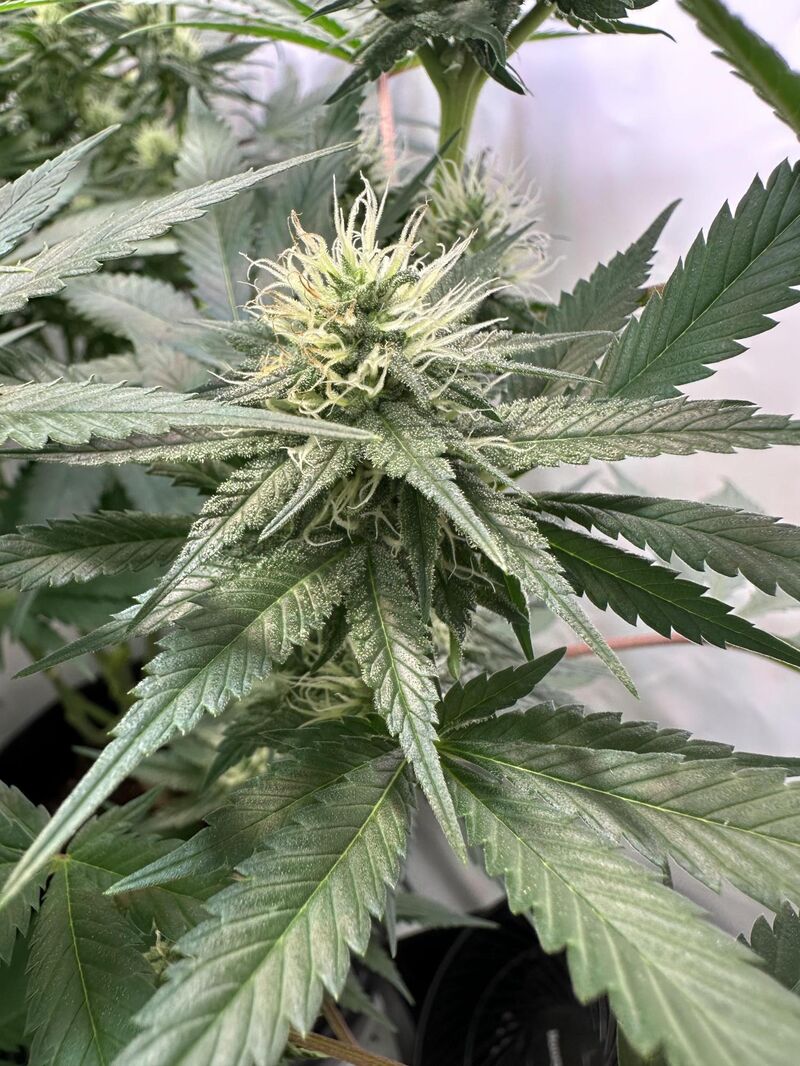 Glookies, Фасовка: 3, изображение 4