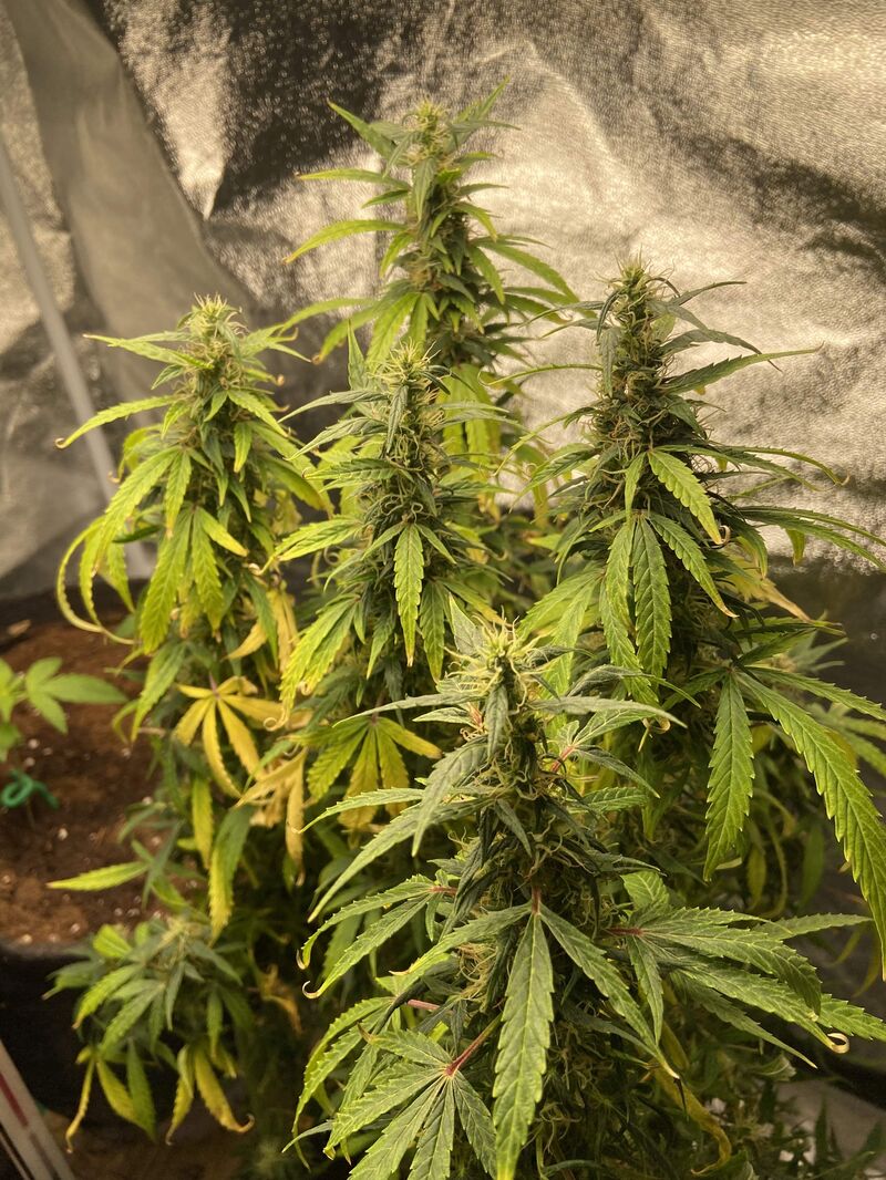 Skywalker OG Auto, Фасовка: 3, изображение 3