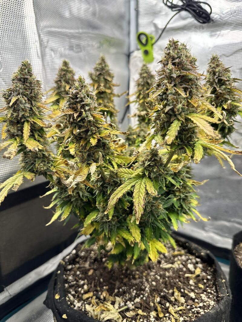 Moby Dick Auto, Фасовка: 3, изображение 3