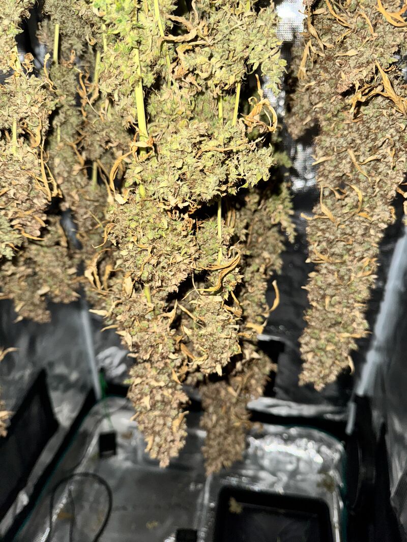 Watermelon Zkittlez, Фасовка: 3, изображение 6