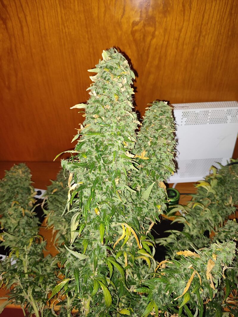 Strawberry Cheesecake Auto, Фасовка: 5, изображение 7