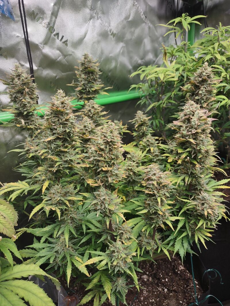 Tangerine Dream Auto, Фасовка: 3, изображение 3