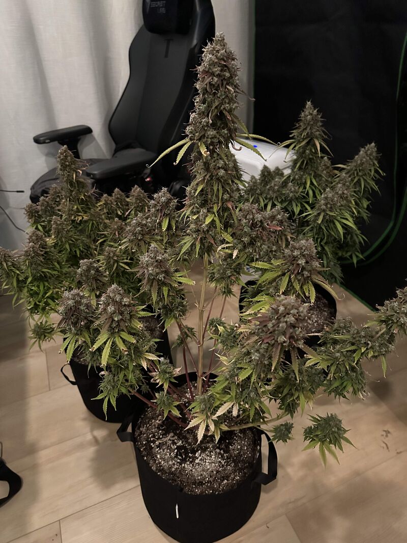 Gorilla Zkittlez Auto, Фасовка: 3, изображение 3
