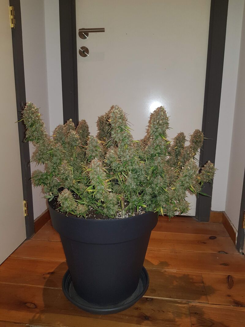 Zkittlez OG Аuto, Фасовка: 5, изображение 3