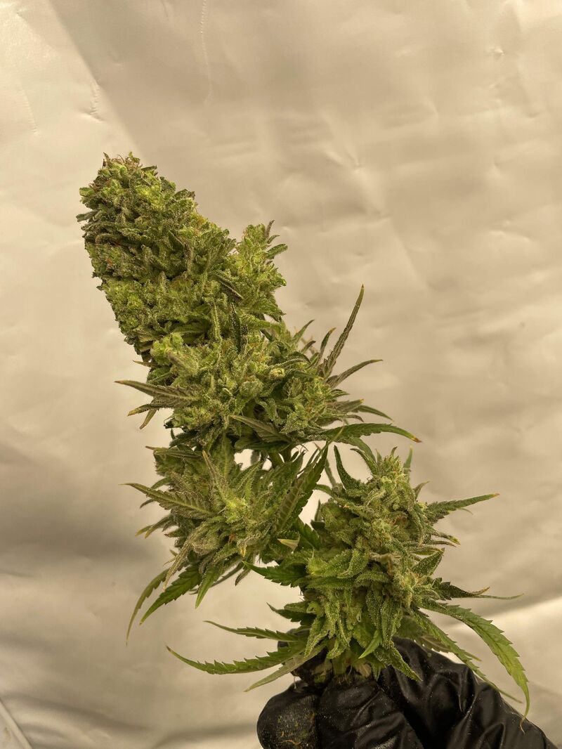 Glookies, Фасовка: 3, изображение 2