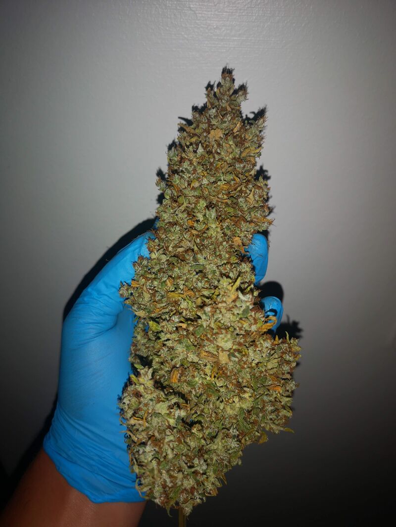 Zkittlez OG Аuto, Фасовка: 5, изображение 4