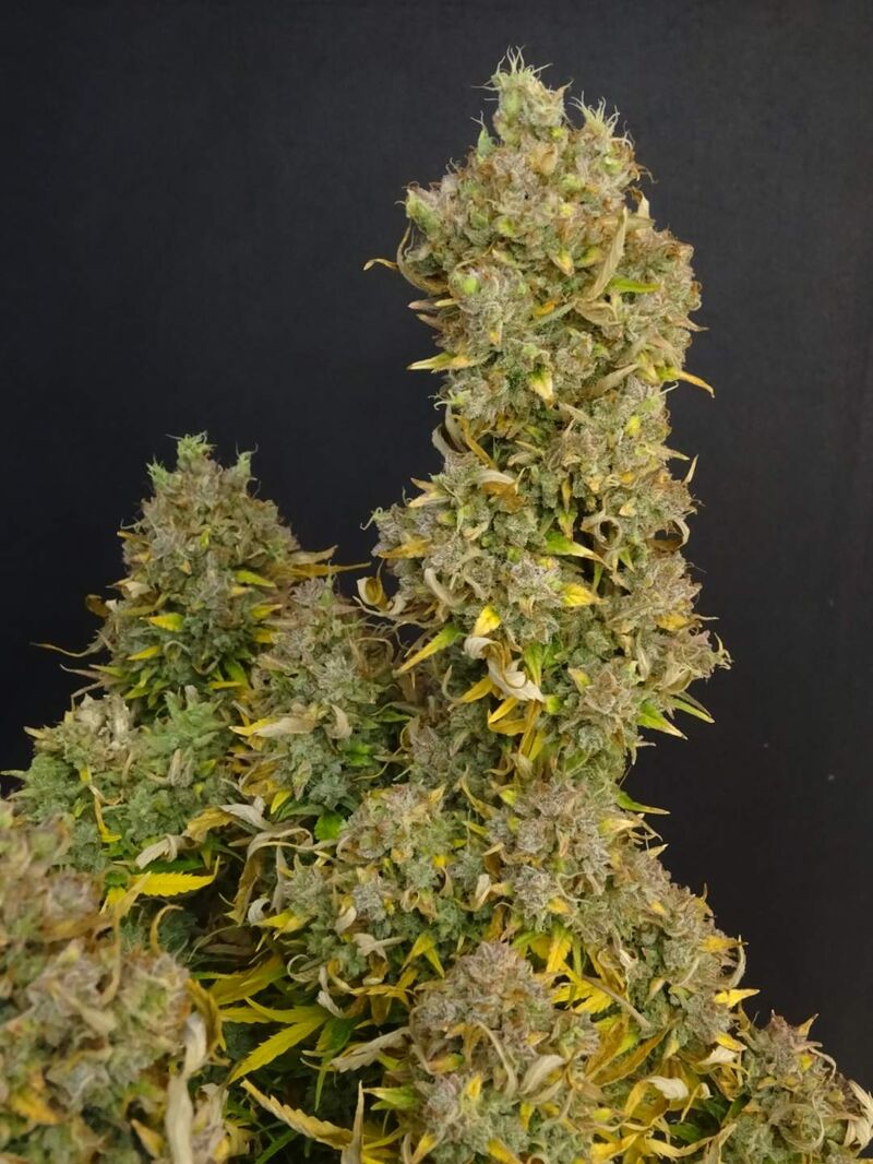 Skywalker OG Auto, Фасовка: 3, изображение 2