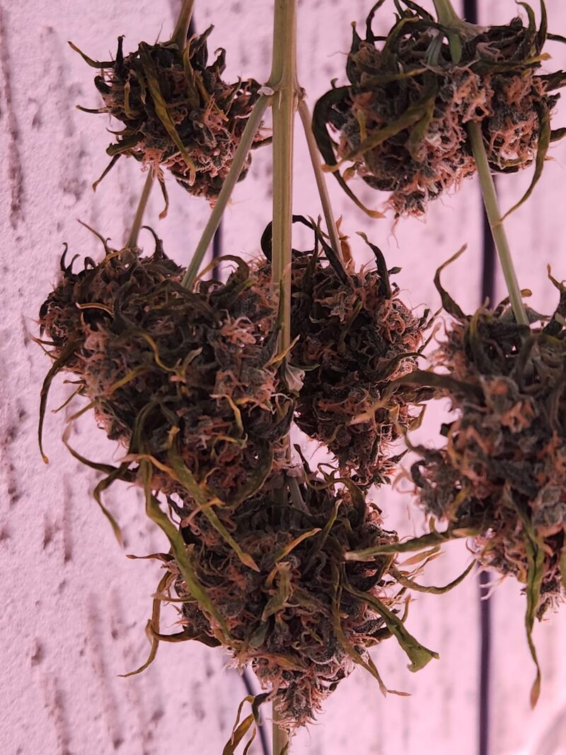 Tangerine Dream Auto, Фасовка: 3, изображение 2