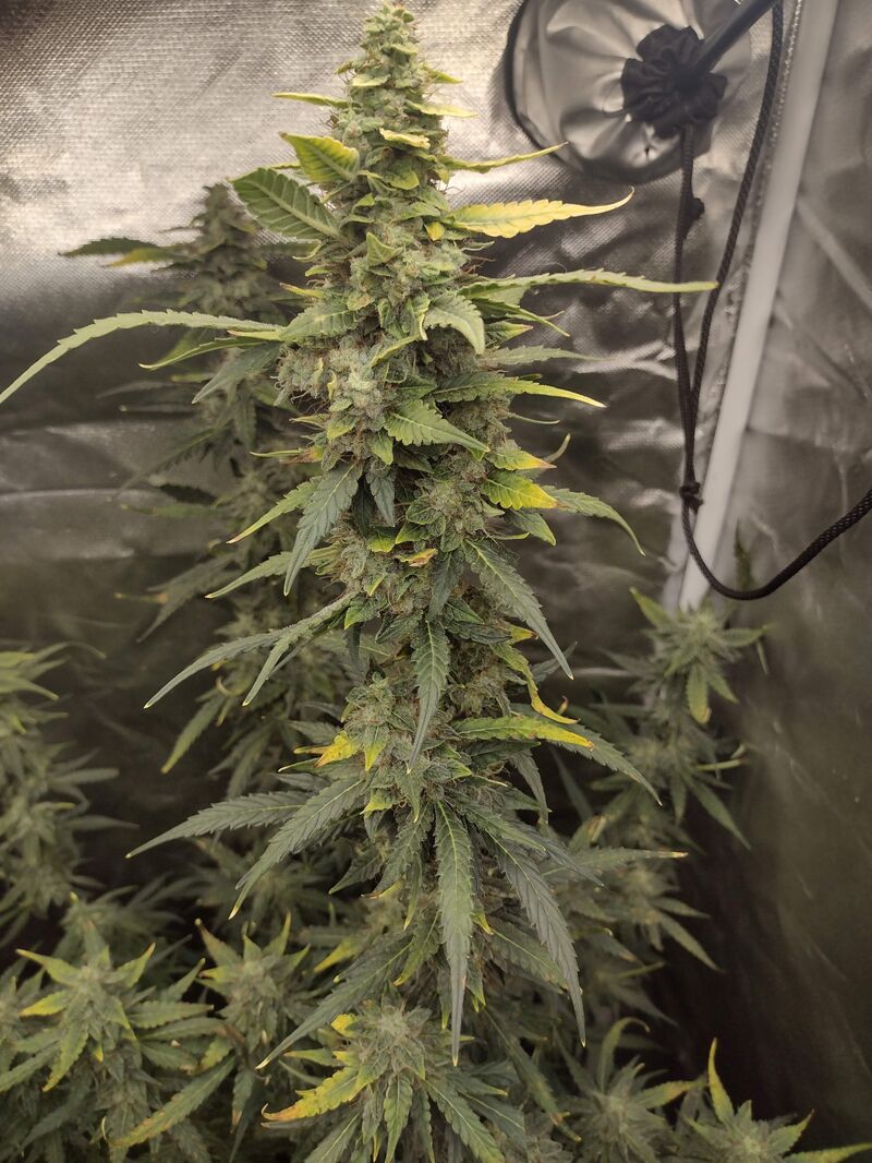 Wedding Cake Auto, Фасовка: 3, изображение 3