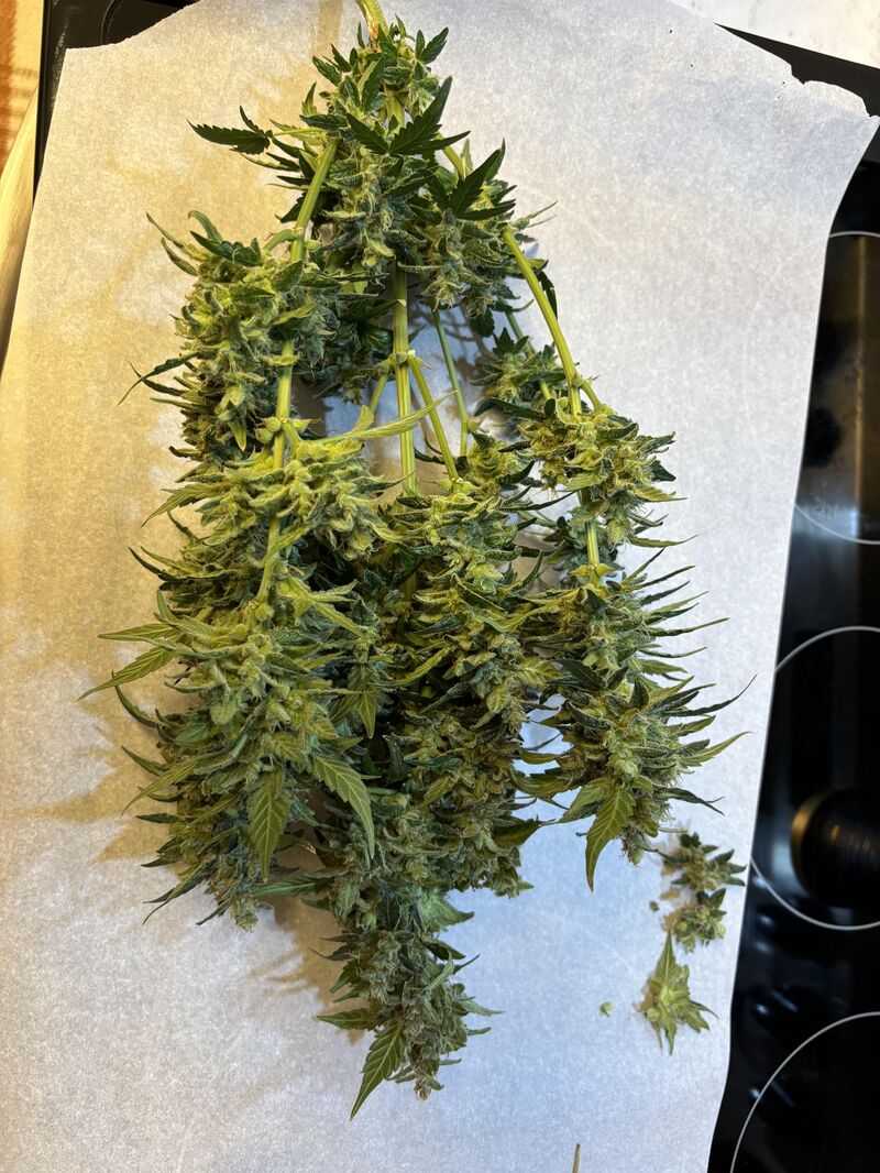 Strawberry Cheesecake Auto, Фасовка: 5, изображение 6