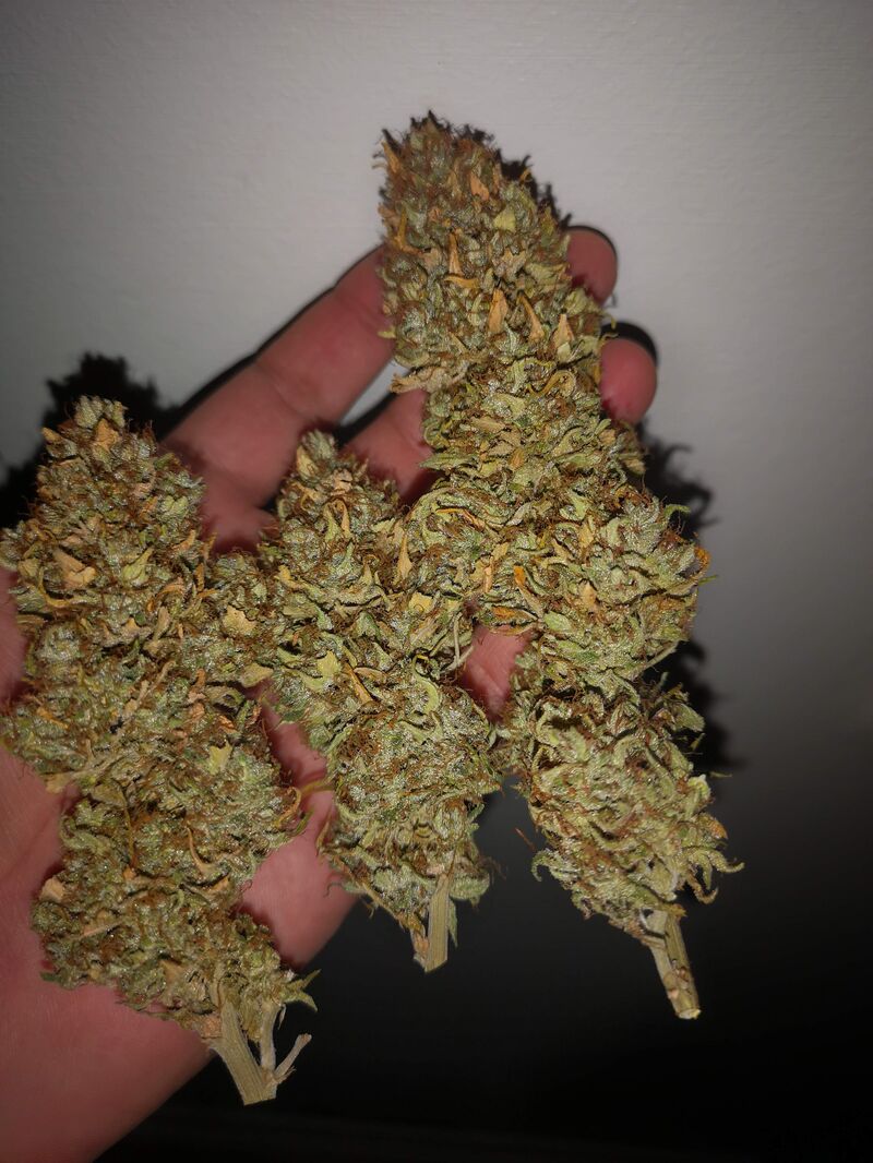 Moby Dick Auto, Фасовка: 3, изображение 5