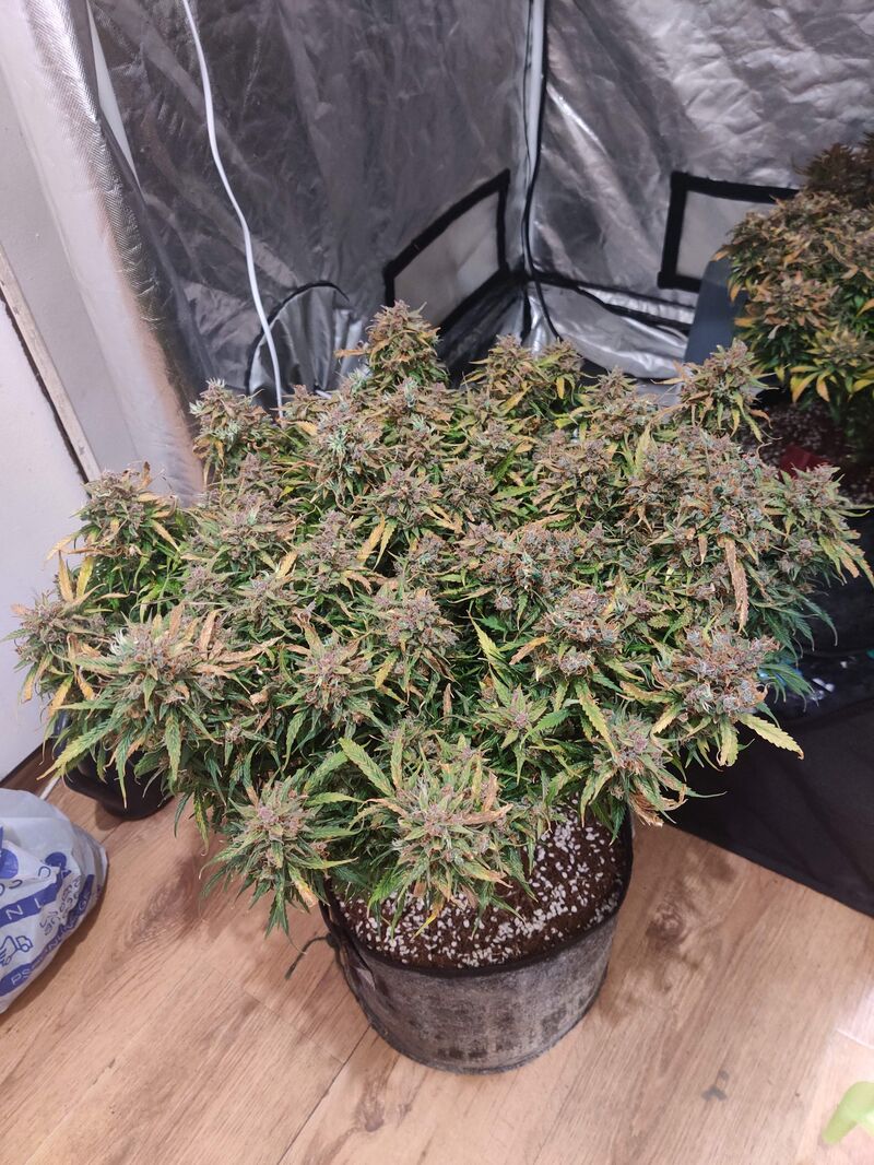 Gorilla Zkittlez Auto, Фасовка: 3, изображение 2