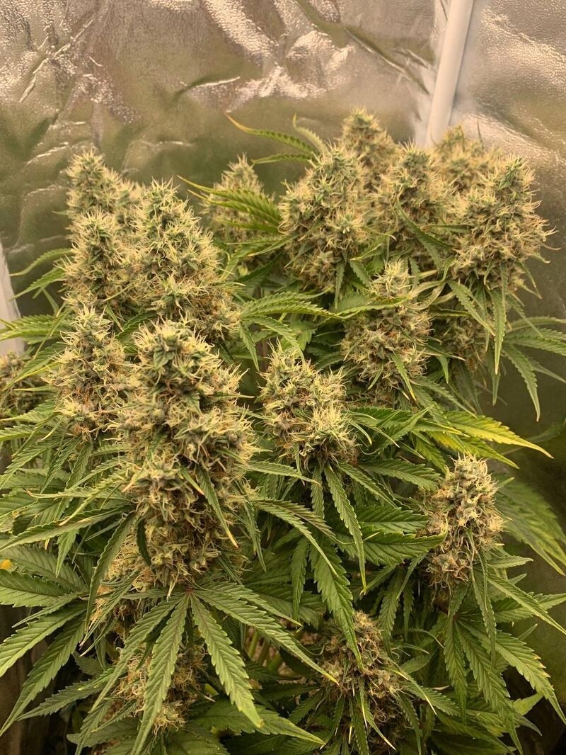 Gorilla Glue Auto, Фасовка: 3, изображение 4