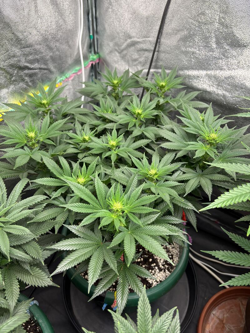 Girl Scout Cookies, Фасовка: 3, изображение 4