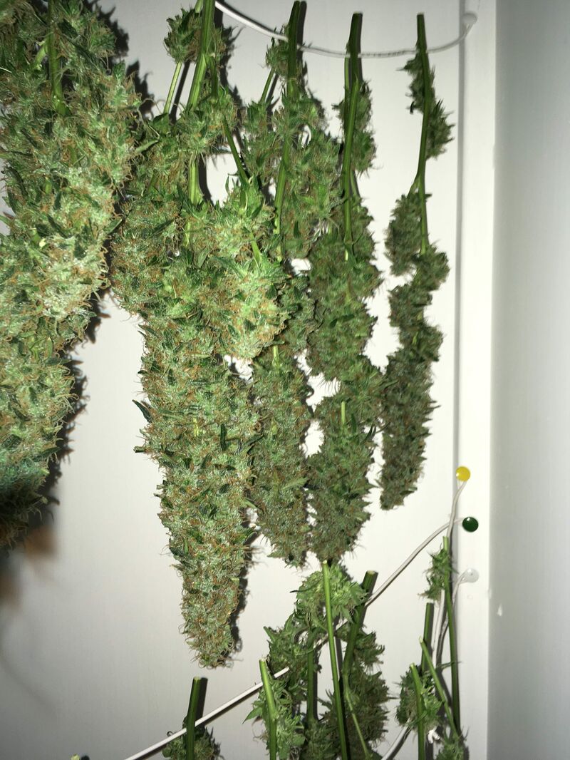 Wedding Cake Auto, Фасовка: 3, изображение 6