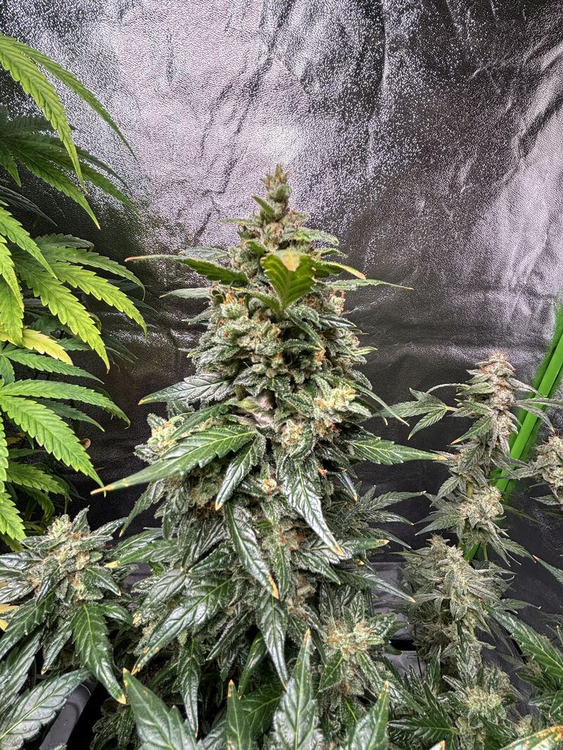 Strawberry Cheesecake Auto, Фасовка: 5, изображение 9