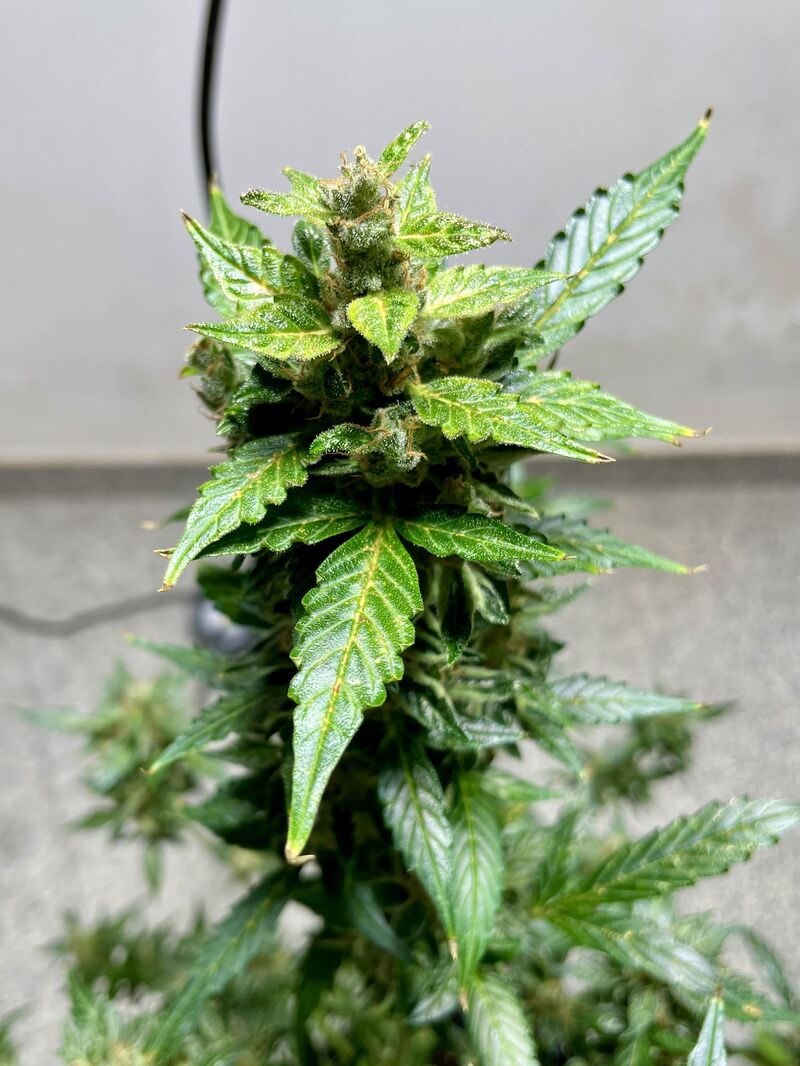 Tangerine Dream Auto, Фасовка: 3, изображение 4