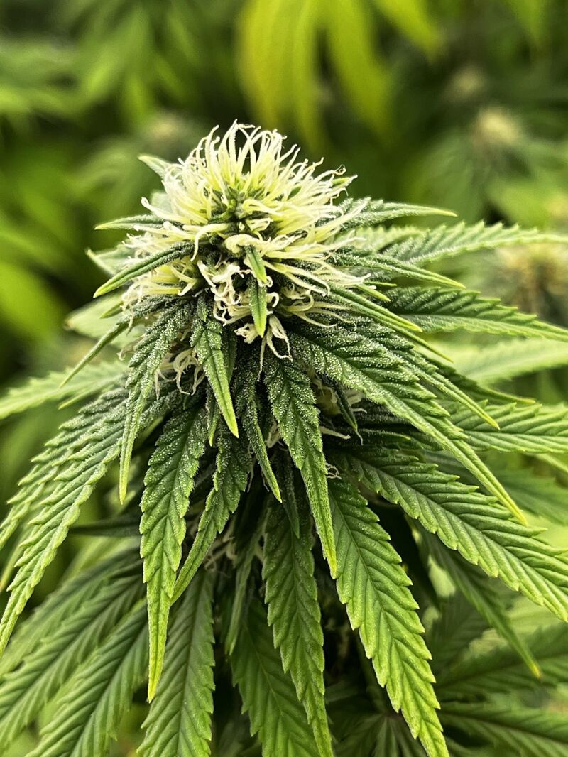 Glookies, Фасовка: 3, изображение 5