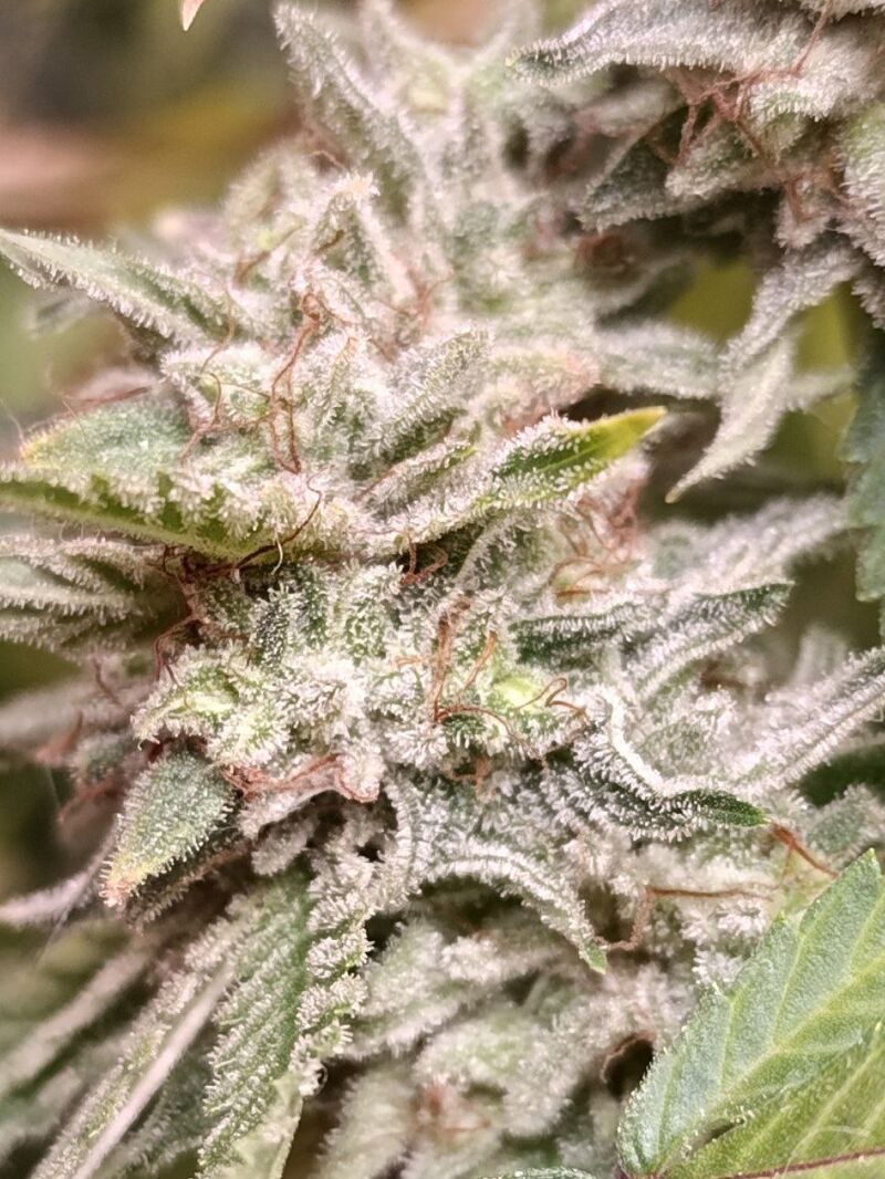 D18 Glue, Фасовка: 3, изображение 2