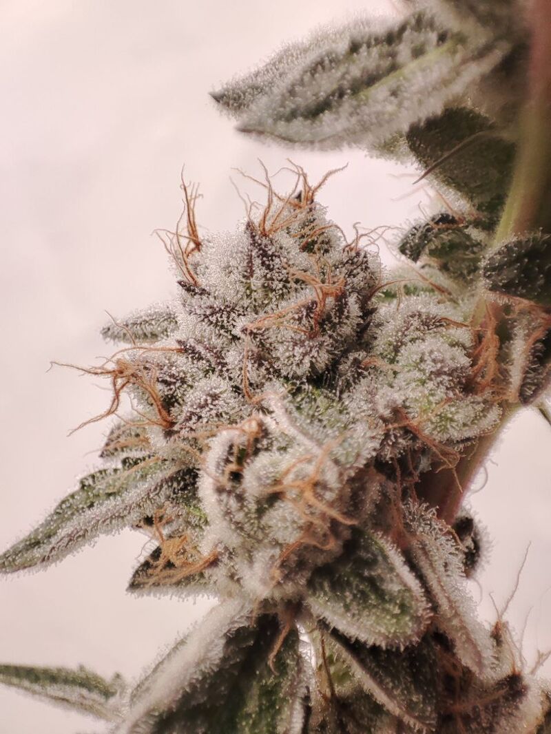 Gorilla Butter BX, Фасовка: 3, изображение 2