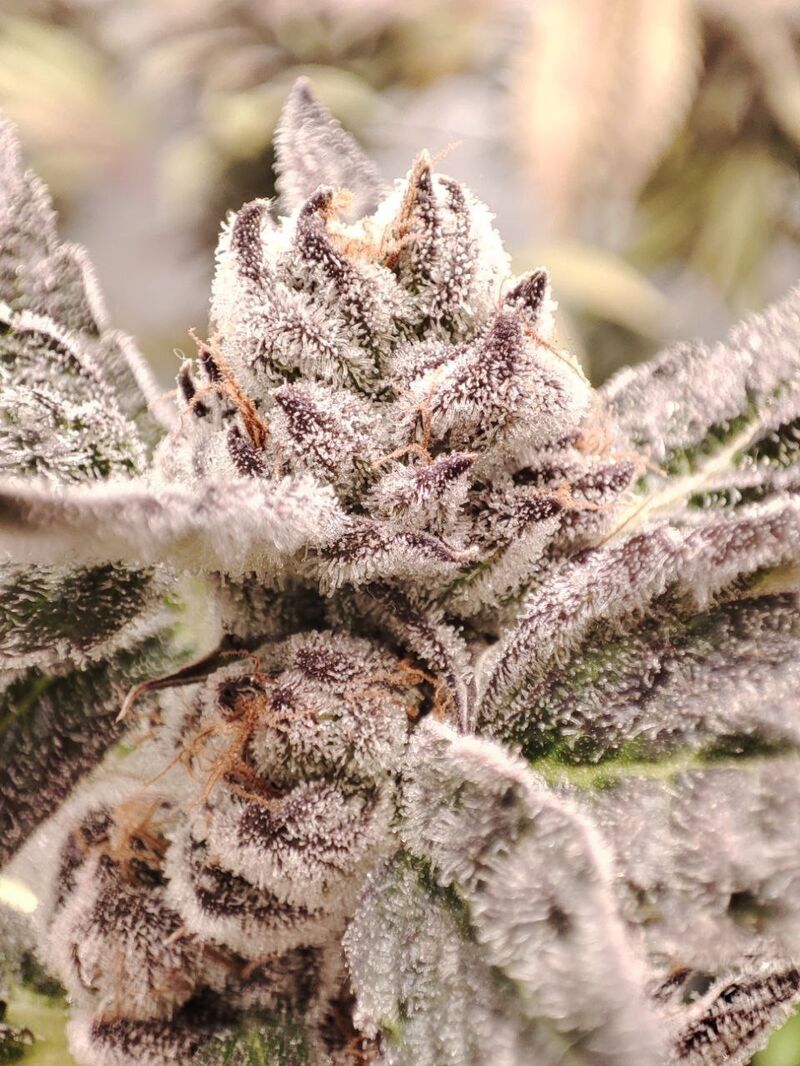 Gorilla Butter BX, Фасовка: 3, изображение 3